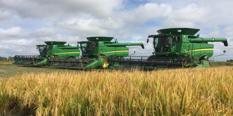 Los arroceros se preparan para una zafra con costos en alza