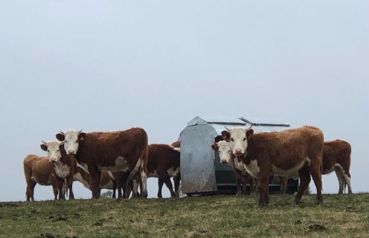 La incorporación de tecnologías favorece los porcentajes de preñez