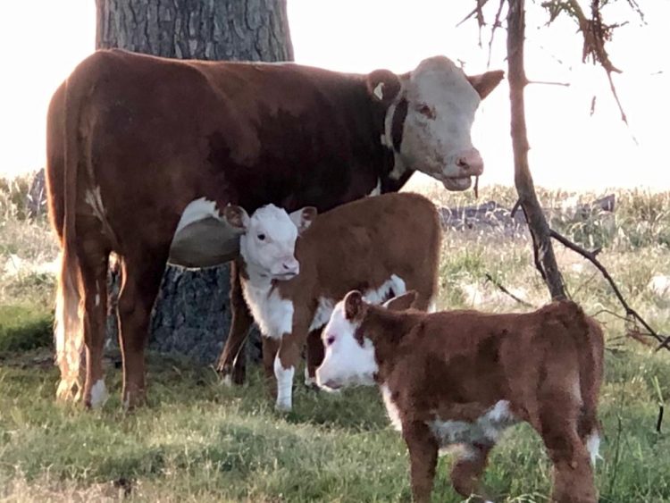 La incorporación de tecnologías favorece los porcentajes de preñez