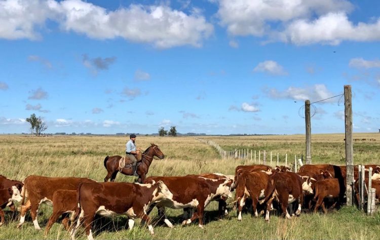 La incorporación de tecnologías favorece los porcentajes de preñez