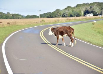 “Los animales sueltos son responsables de accidentes de tránsito”