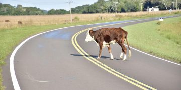 “Los animales sueltos son responsables de accidentes de tránsito”