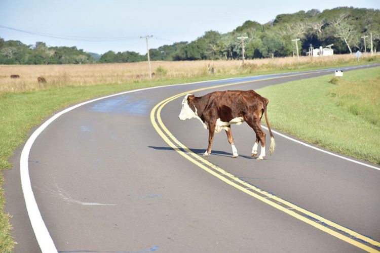 “Los animales sueltos son responsables de accidentes de tránsito”