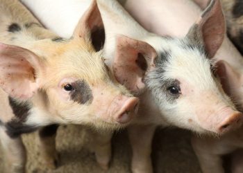 Detectan presencia de peste porcina en República Dominicana