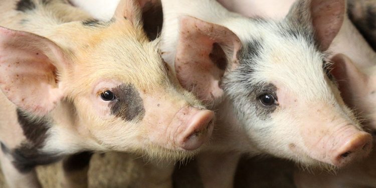 Detectan presencia de peste porcina en República Dominicana