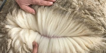 Al retomar las subastas australianas podría haber una sobreoferta