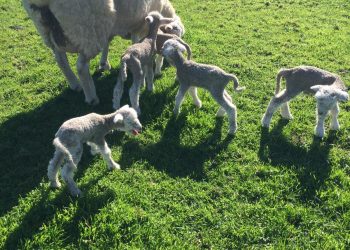 En un caso inusual oveja Poll Dorset dio a luz quintillizos en Florida