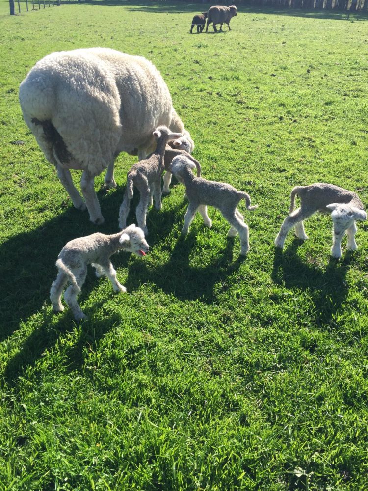 En un caso inusual oveja Poll Dorset dio a luz quintillizos en Florida