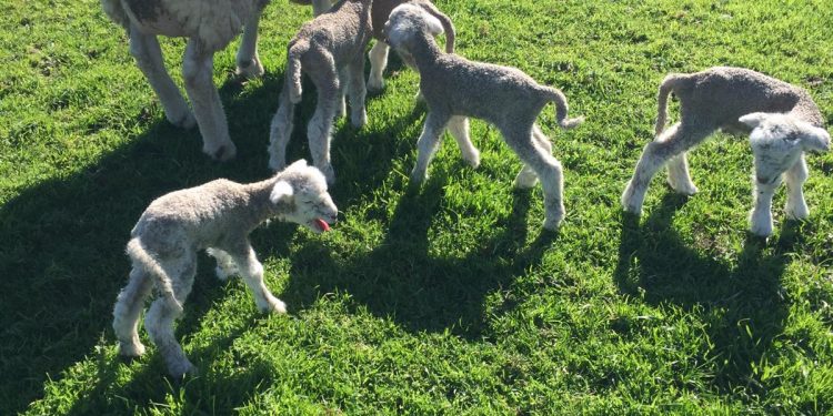 En un caso inusual oveja Poll Dorset dio a luz quintillizos en Florida