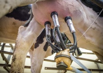 Fonterra tuvo una caía de todos los productos lácteos