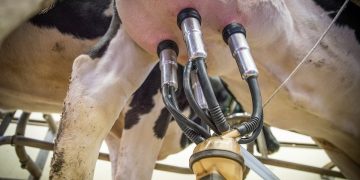 Fonterra tuvo una caía de todos los productos lácteos