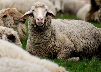 El precio de la lana se mantuvo prácticamente sin cambios