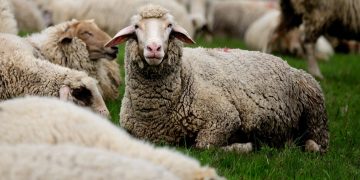 El precio de la lana se mantuvo prácticamente sin cambios