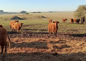 El precio del ganado se siguen consolidando tras reunión de Consignatarios