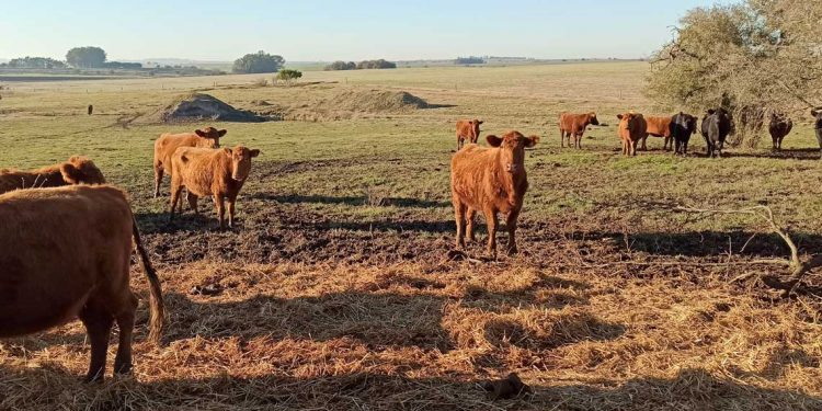 El precio del ganado se siguen consolidando tras reunión de Consignatarios