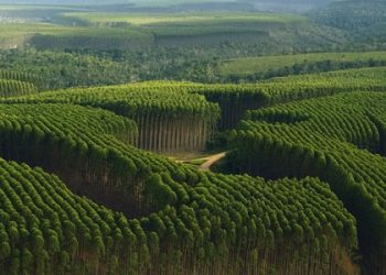 La ley forestal y el justo valor de la tierra