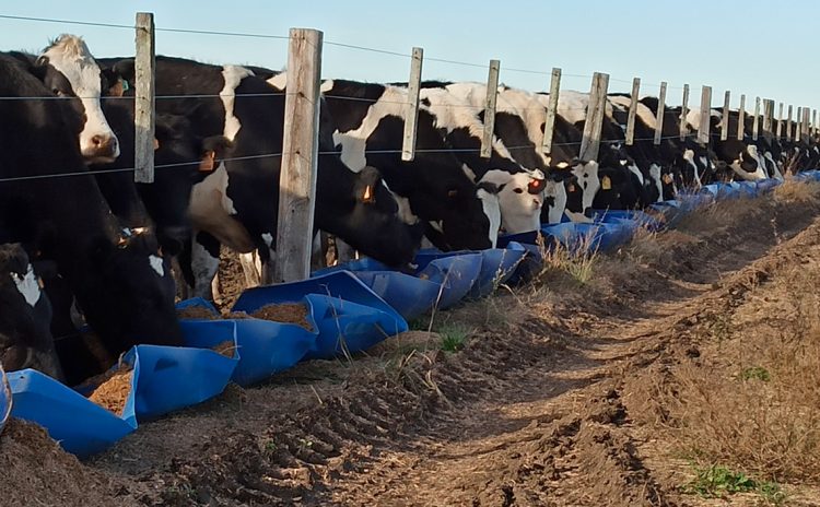 Reliquidación en Conaprole generó conformismo y buen ánimo en sus productores
