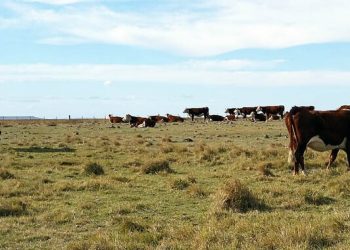 Encuesta del Plan Agropecuario advierte sobre caída del forraje y estado corporal del ganado