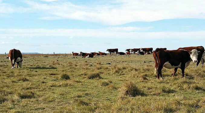 Encuesta del Plan Agropecuario advierte sobre caída del forraje y estado corporal del ganado