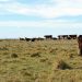 Encuesta del Plan Agropecuario advierte sobre caída del forraje y estado corporal del ganado