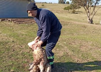 Jauría de perros provoca muerte de ovinos en Florida