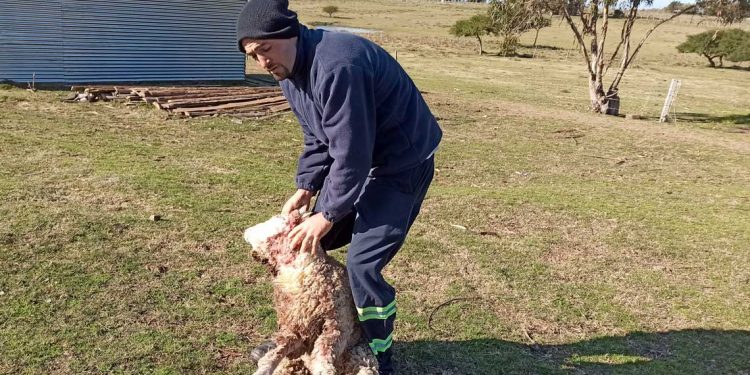 Jauría de perros provoca muerte de ovinos en Florida