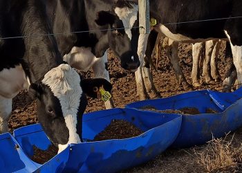 Cuidar el ambiente, el hogar de hoy y mañana