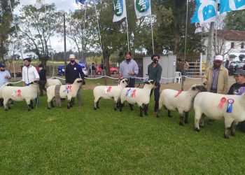 Hampshire Down se supera cada año: 50% más ejemplares para Expo Prado 2021