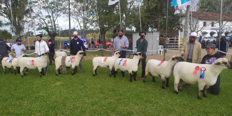 Hampshire Down se supera cada año: 50% más ejemplares para Expo Prado 2021