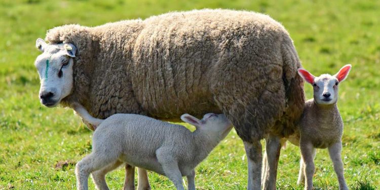 El valor internacional de la lana volvió a caer y cerró a US$ 10,60