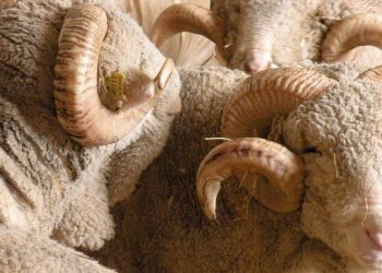 Nueva cepa del COVID-19 ayudó a empujar el precio de la lana a la baja