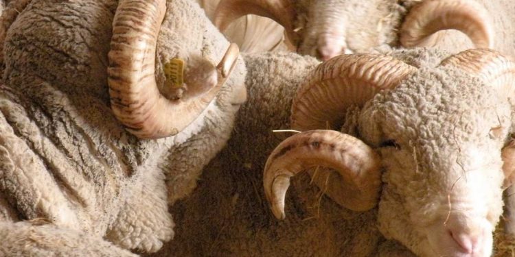 Nueva cepa del COVID-19 ayudó a empujar el precio de la lana a la baja