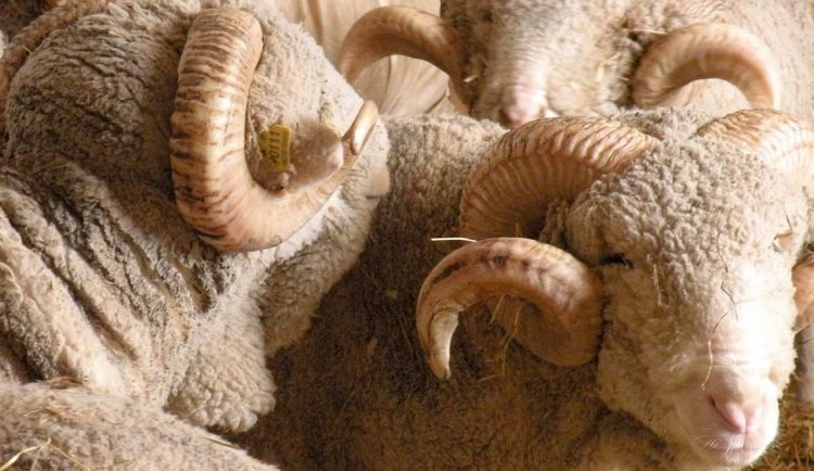 Nueva cepa del COVID-19 ayudó a empujar el precio de la lana a la baja