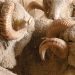Nueva cepa del COVID-19 ayudó a empujar el precio de la lana a la baja