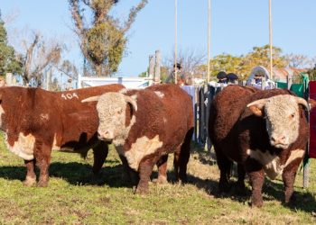 La raza Hereford mostró todo su esplendor en el local Campanero de Minas