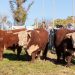 La raza Hereford mostró todo su esplendor en el local Campanero de Minas