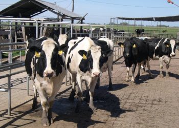 Senado votó capitalización de FFDSAL con US$ 7.500.000 para el sector lechero