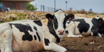 Otra caída de Fonterra aleja el precio promedio de los US$ 4.000