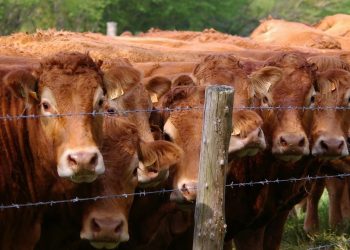 Nueva Zelanda trabaja en desarrollar una vacuna de control de metano en el ganado