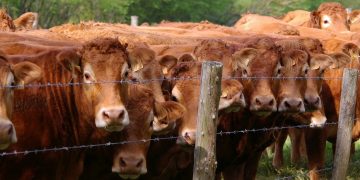 Nueva Zelanda trabaja en desarrollar una vacuna de control de metano en el ganado