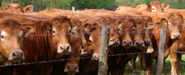 Nueva Zelanda trabaja en desarrollar una vacuna de control de metano en el ganado