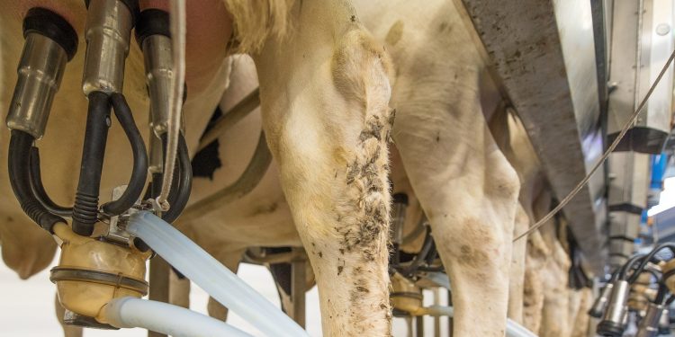 Exportaciones lácteas crecieron 12% y superan los US$ 400 millones