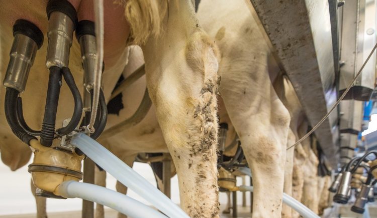 Exportaciones lácteas crecieron 12% y superan los US$ 400 millones