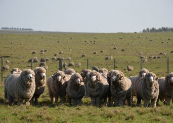 En los últimos 12 meses se exportaron US$ 250,7 millones en productos ovinos