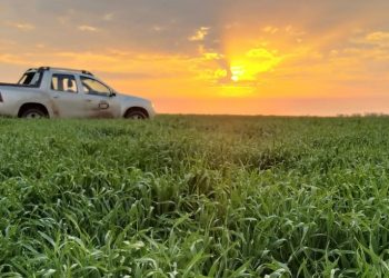 La diferencia de precio empuja el área de canola y cebada