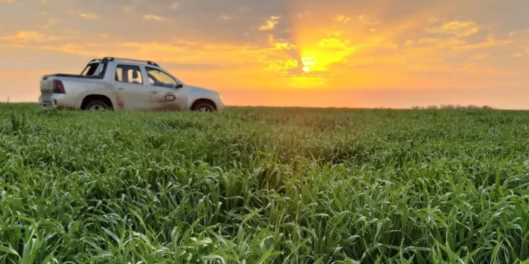 La diferencia de precio empuja el área de canola y cebada