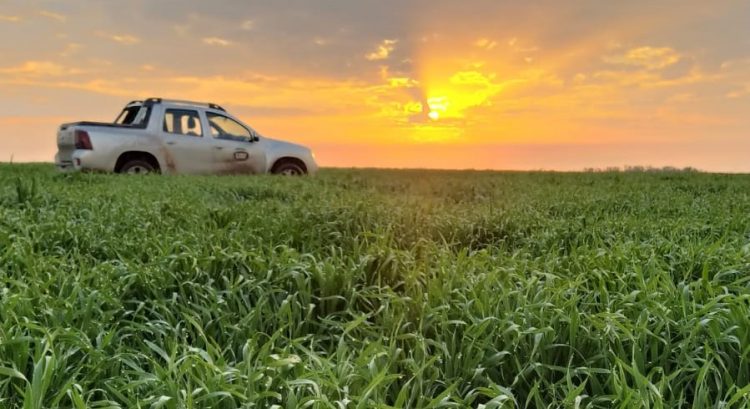 La diferencia de precio empuja el área de canola y cebada