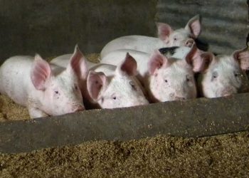 Uruguay necesita un plan nacional que permita desarrollar la producción de cerdos