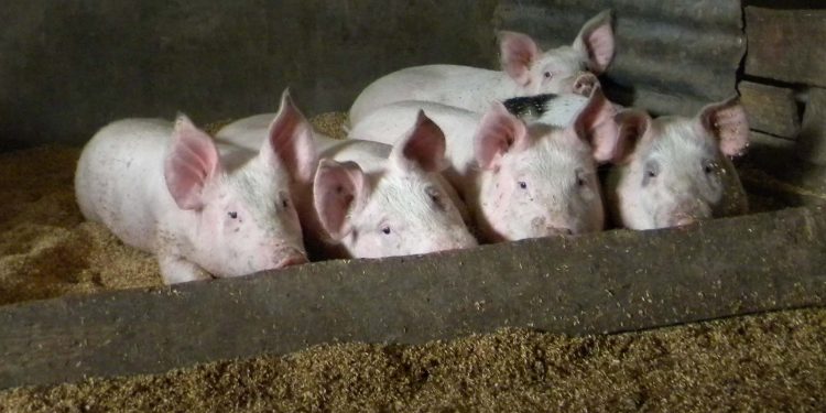 Uruguay necesita un plan nacional que permita desarrollar la producción de cerdos