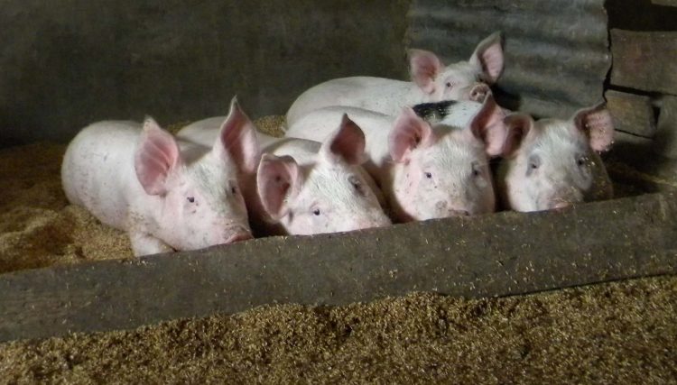 Uruguay necesita un plan nacional que permita desarrollar la producción de cerdos